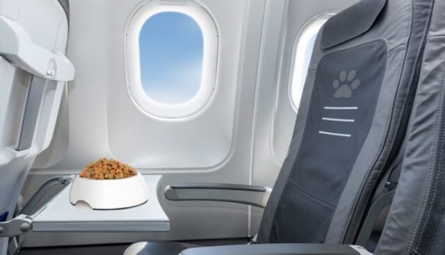 Which-Airline-Allows-Pets-750x430