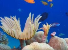 20 Minute Relaxing Music and Underwater Scenes