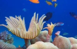 20 Minute Relaxing Music and Underwater Scenes