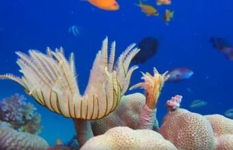 20 Minute Relaxing Music and Underwater Scenes