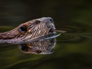 Where Does Vanilla Flavouring Come From? – The Dark Truths Of Flavour