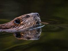 Where Does Vanilla Flavouring Come From? – The Dark Truths Of Flavour