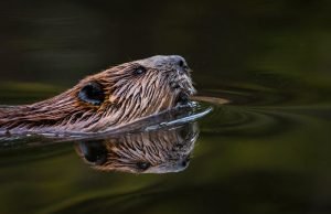 Where Does Vanilla Flavouring Come From? – The Dark Truths Of Flavour